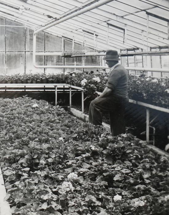 Gärtnerei Trögl in Ingolstadt - Ihr Gärtnerei für Pflanzen und Blumen in Ingolstadt