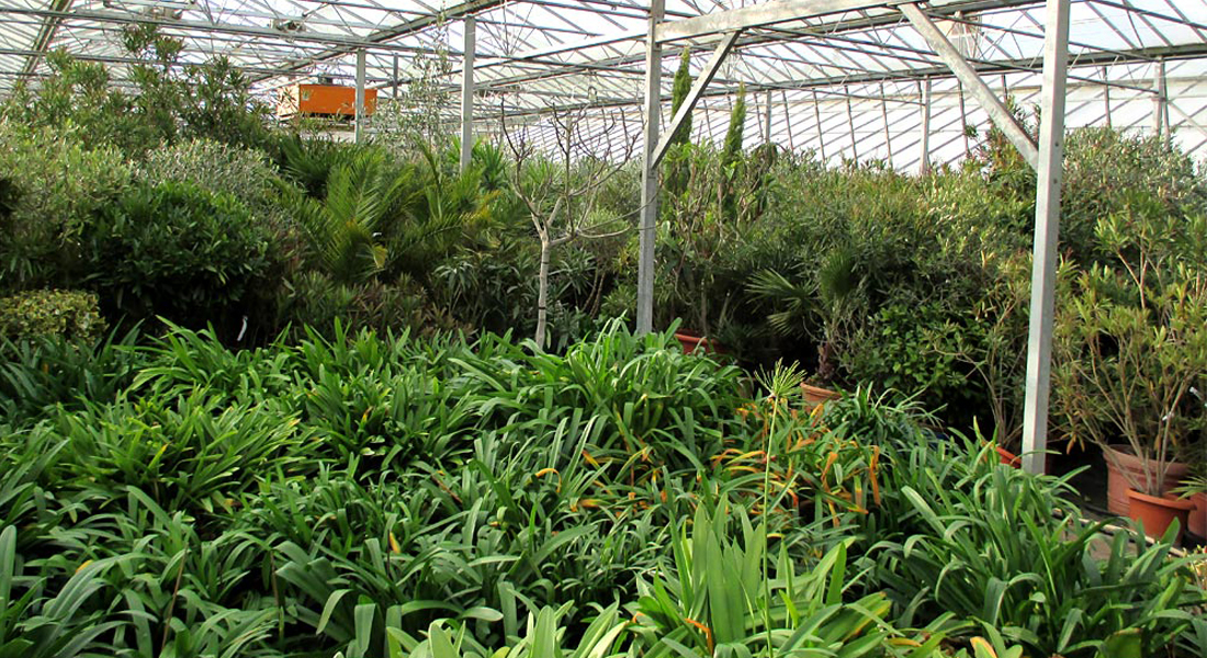 Überwinterung bei Gärtnerei Trögl - Ihr Gärtnerei für Pflanzen und Blumen in Ingolstadt